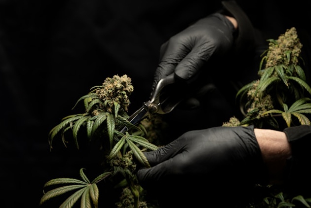 Amour de Chanvre