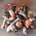 champignon mushngo