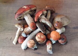 champignon mushngo