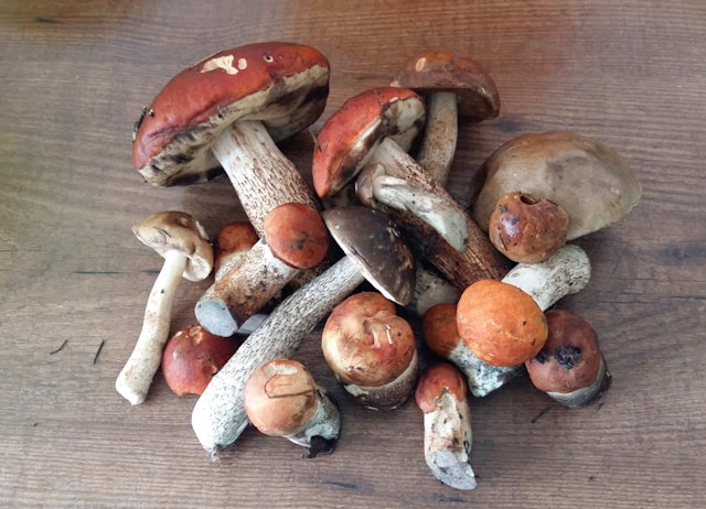 champignon mushngo