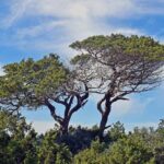 Pin parasol aux branches étalées créant une ombre dense sous ciel bleu