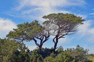 Pin parasol aux branches étalées créant une ombre dense sous ciel bleu