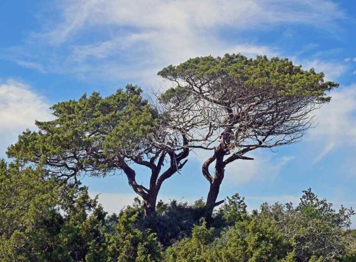 Pin parasol aux branches étalées créant une ombre dense sous ciel bleu